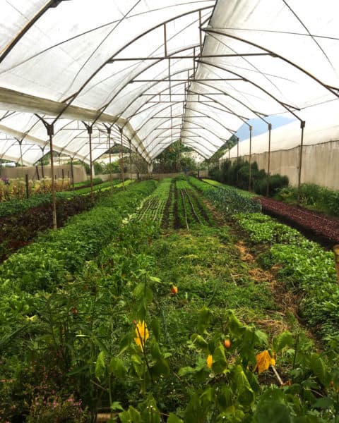 Caoba Farms, Antigua Guatemala: 2018 Visitors Guide - OkAntigua