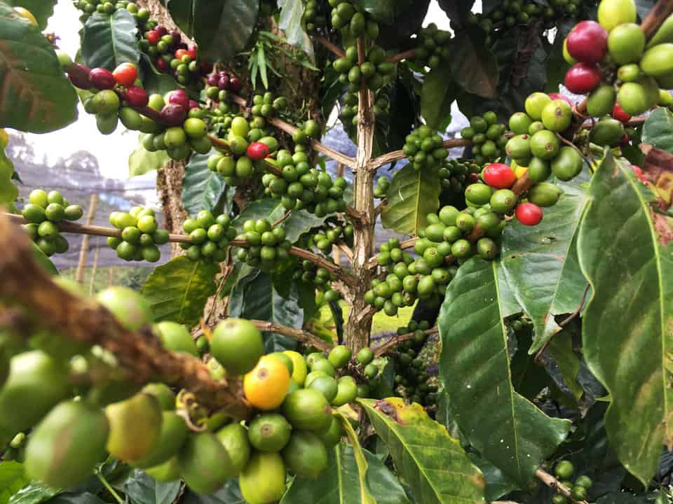 Colombia-coffee tour