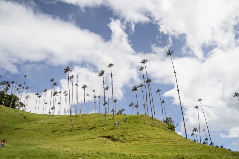 Guide to Hiking the Cocora Valley, Colombia