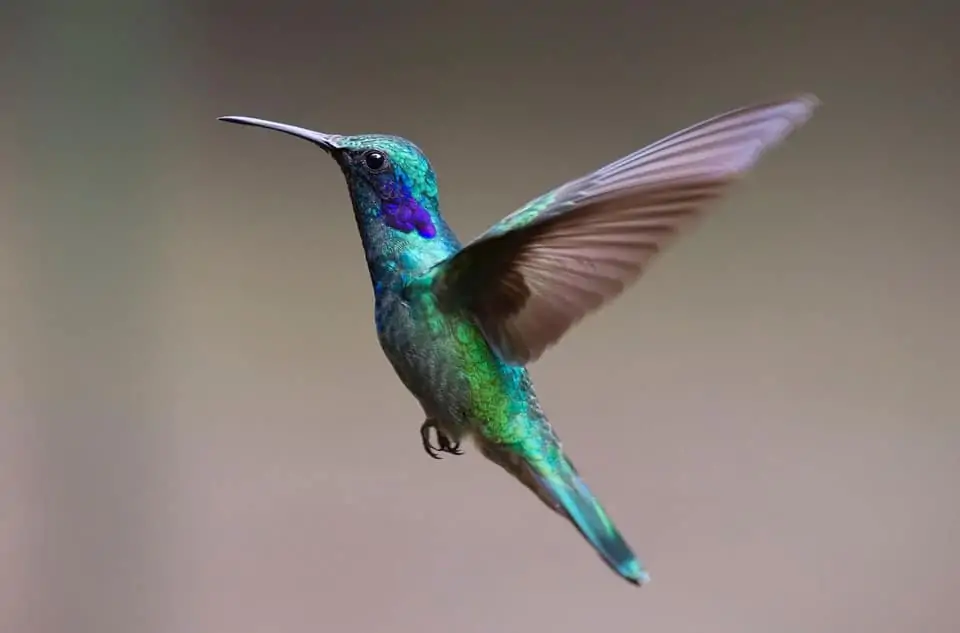 Salento-Hummingbird-Sanctuary
