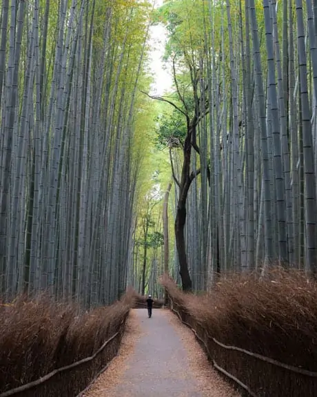 Arashiyama-Bamboo-groove-Forest