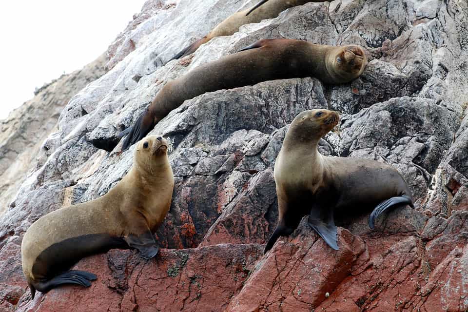 Ballestas-Island-1