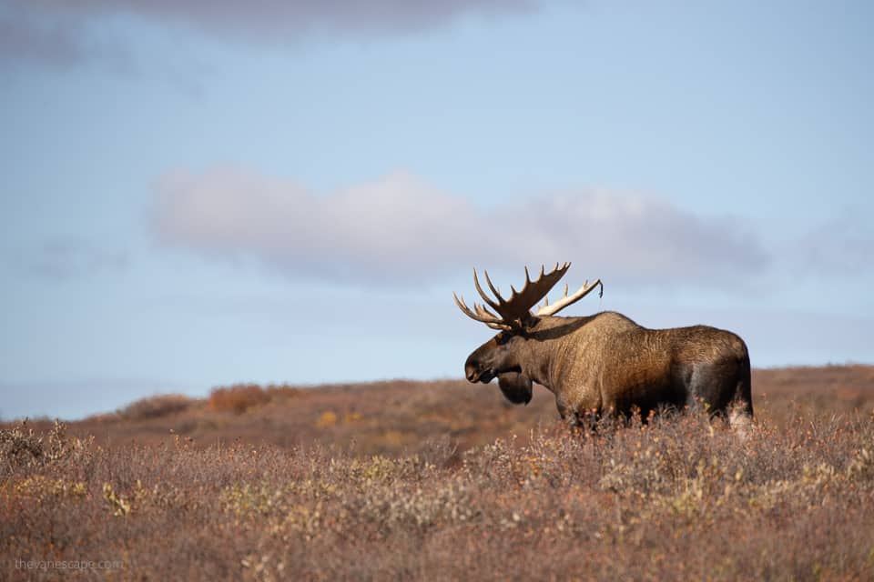 Denali