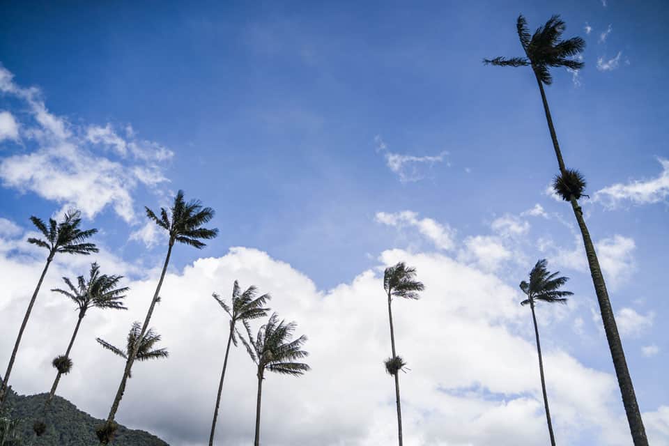 Cocora-Valley-1