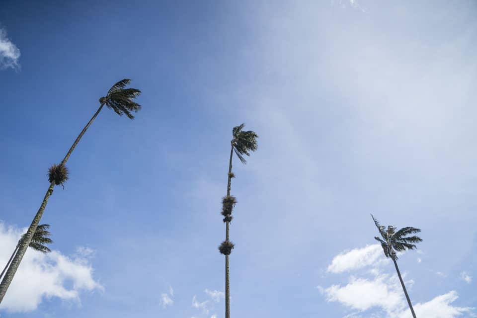 Cocora-Valley-3