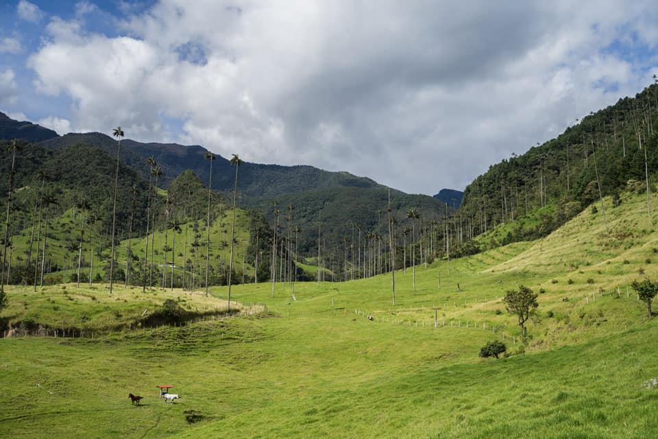 Cocora-Valley-6