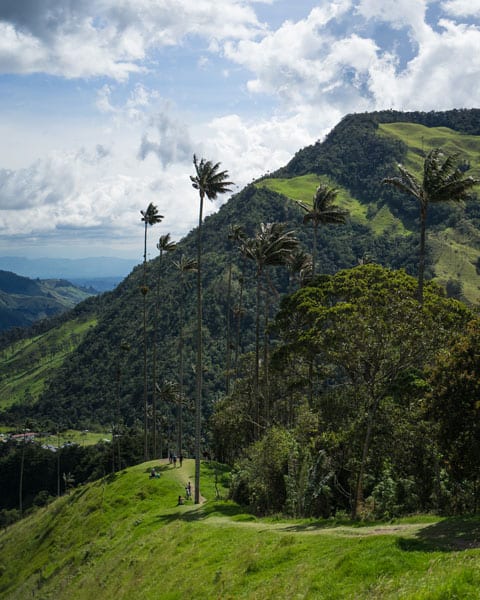 Cocora-Valley