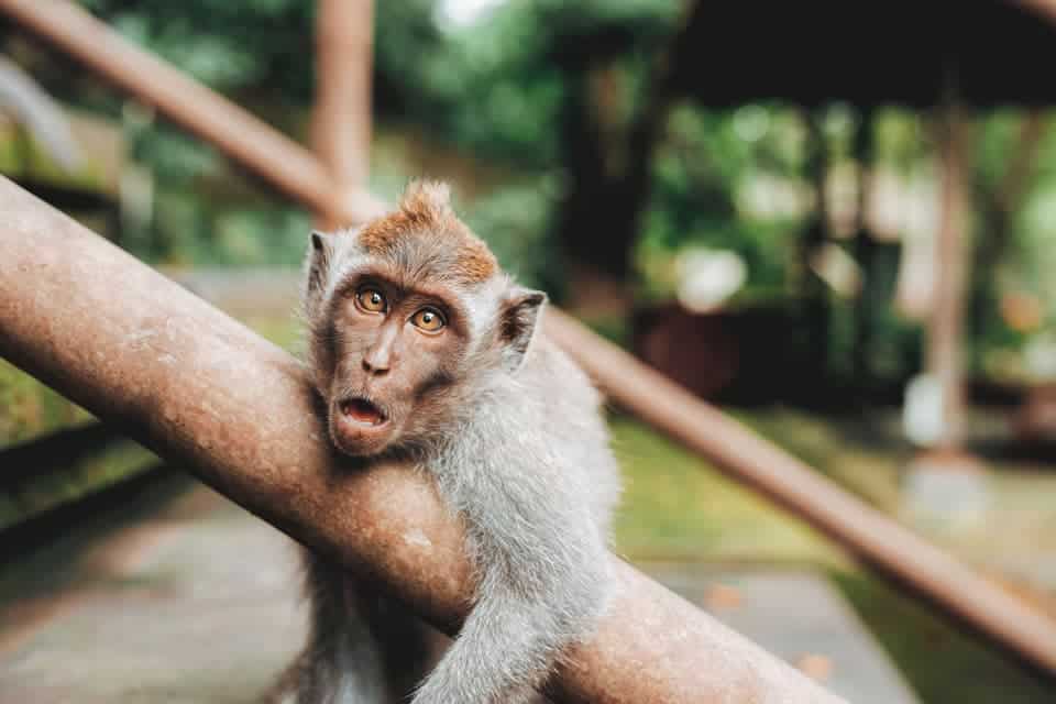 Ubud-Monkey-Sanctuary-min
