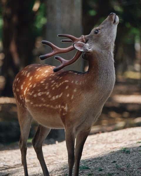 Nara-Deer-Park-1