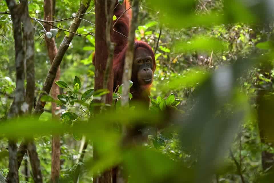 Borneo-Orangutan-Wildlife