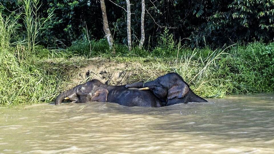 Pygmy-Elephants-Sabah-Wildlife