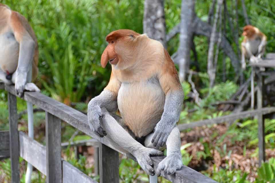 proboscis-monkey-Sabah