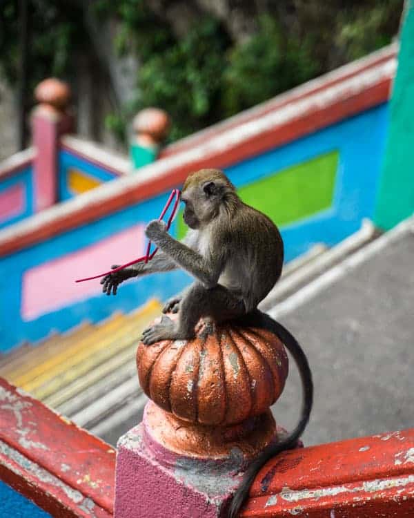 Batu-Caves-Monkey