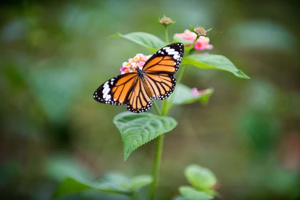 Butterfly-Garden-Kuala-Lumpur