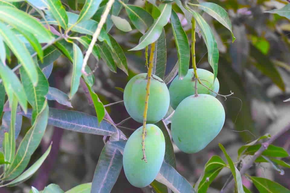 Mango-King-Sekinchan