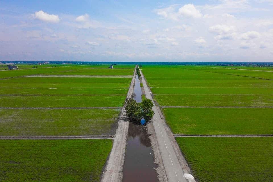 Sekinchan-Day-Trip-Rice-Paddies