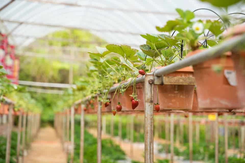 Big-Red-Strawberry-Farm-Cameron-Highlands