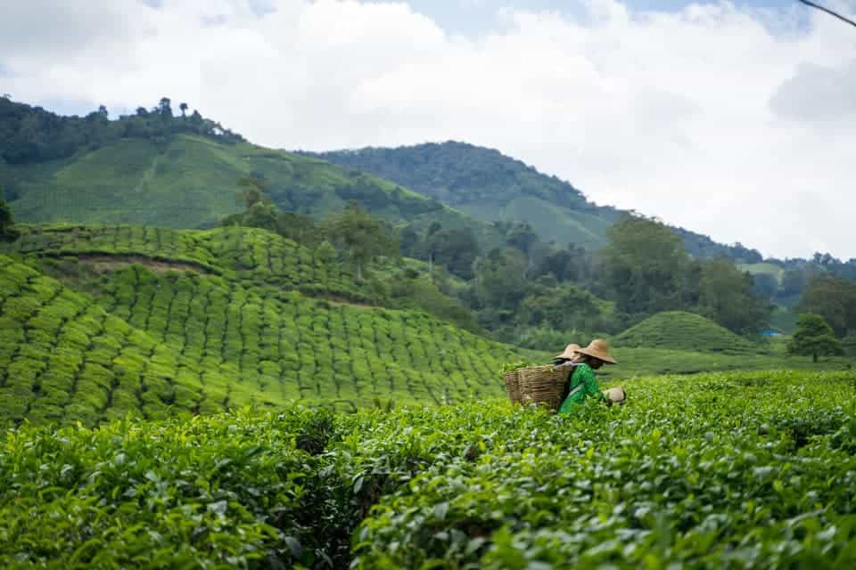 Cameron-Highlands-Tea-Plantation