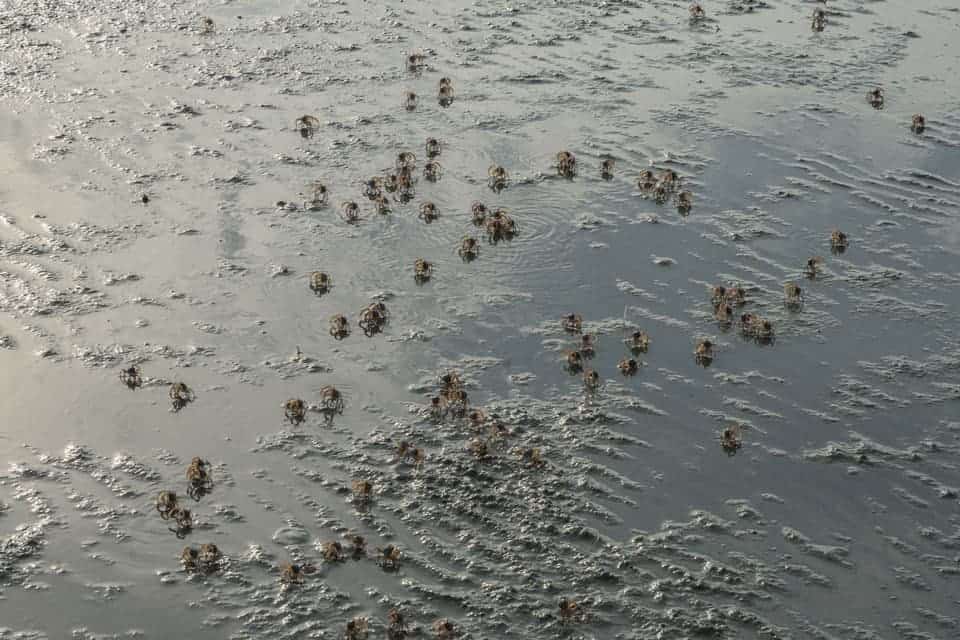 Sky-Mirror-Kuala-Selangor-Crabs