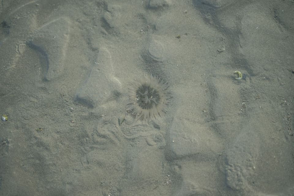 Sky-Mirror-Marine-Life