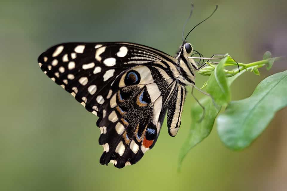 Butterfly-Farm-Cameron-Highlands