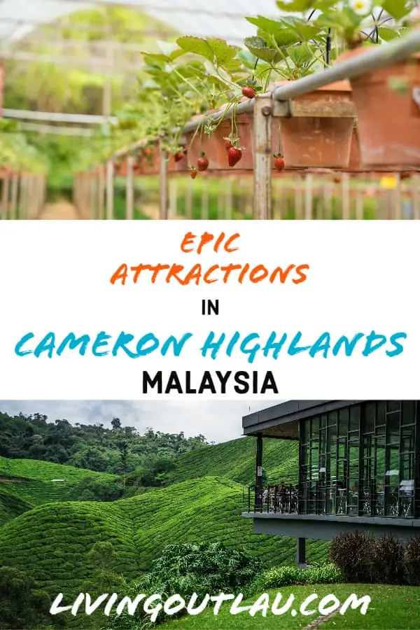 Things To Do in Cameron Highlands Malaysia Pinterest