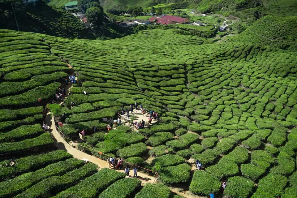 cameron highlands one day trip