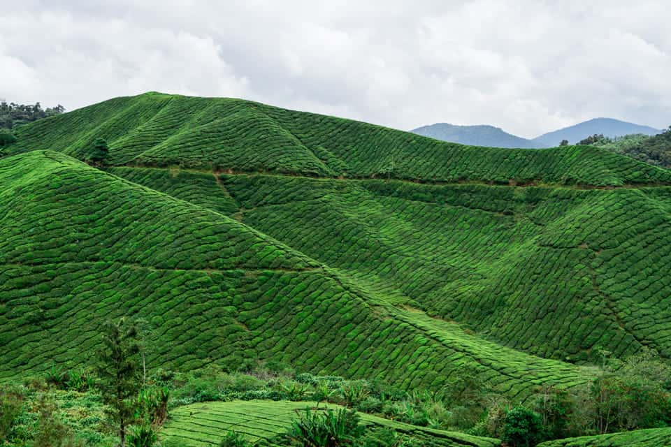 cameron highlands one day trip