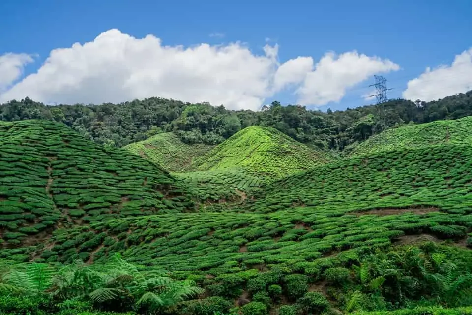 Hiking-Cameron-Highlands-Places-To-Visit