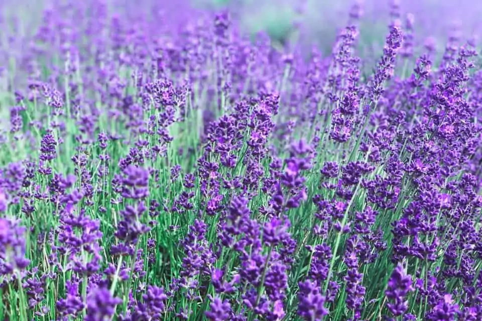 Lavender-Garden-Cameron-Highlands-Places-of-Interest