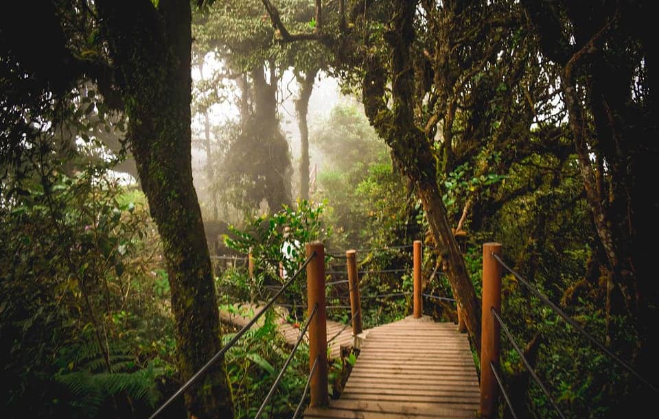 Mossy-Forest-Cameron-Highlands