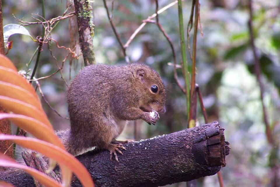 Mounta-Kinabalu-Squirrel