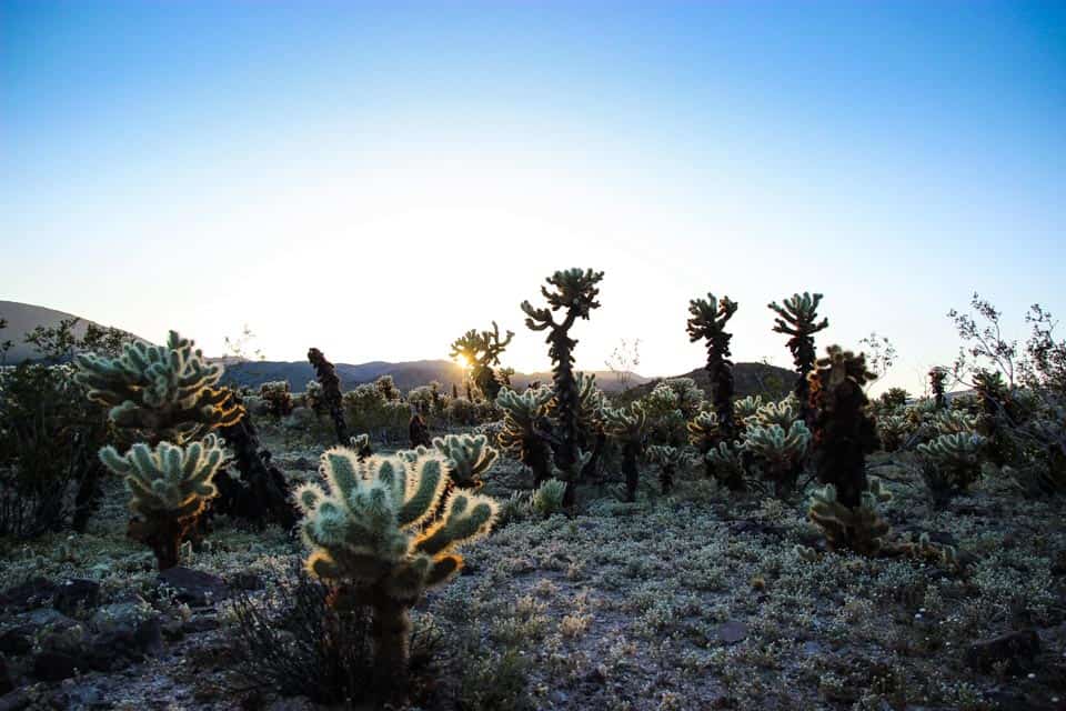 Joshua Tree National Park Beautiful Places To Visit In Winter In USA