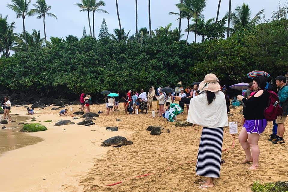 Laniakea Beach Oahu North Shore