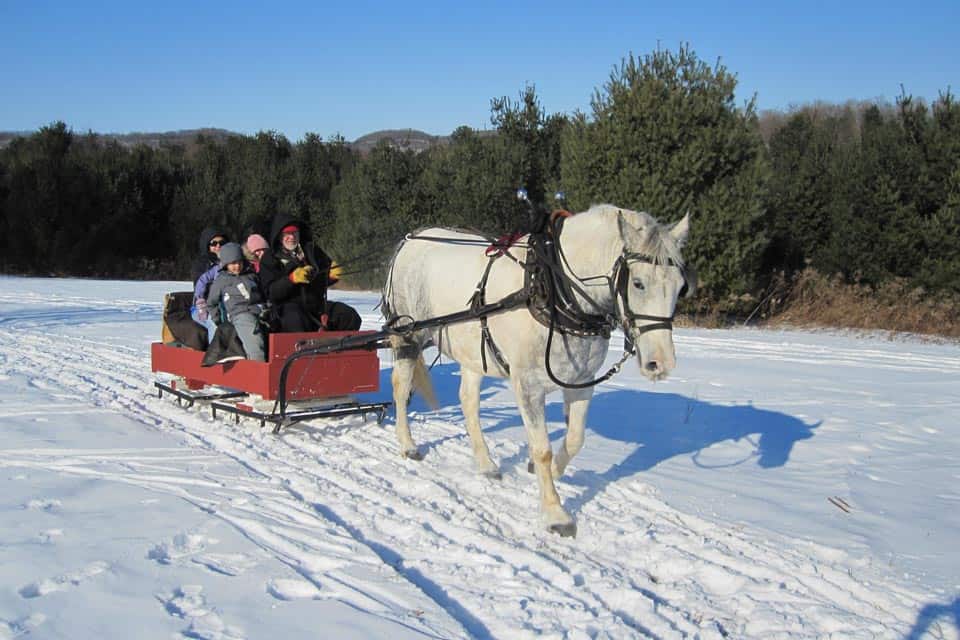 Winter Sleighing In Zakopane