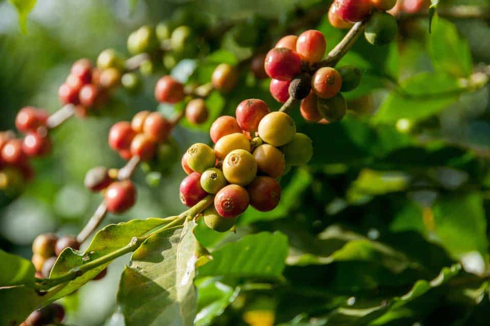 Coffee-Plantation-Tour-Antigua