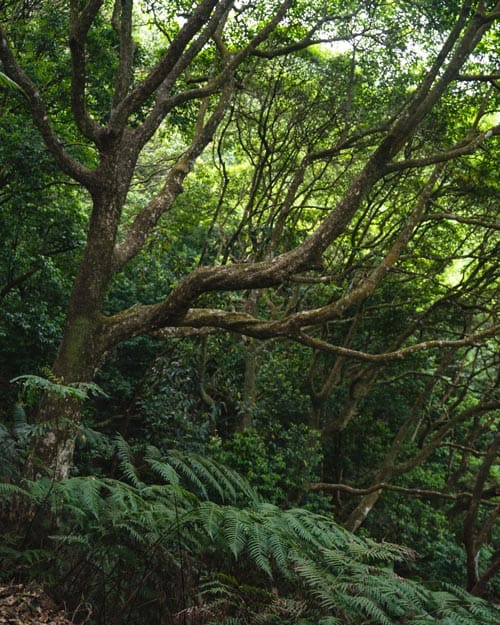 Hike Ng Tung Chai Waterfall