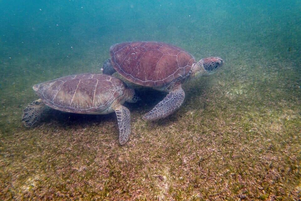 Akumal Turtles Snorkeling Riviera Maya