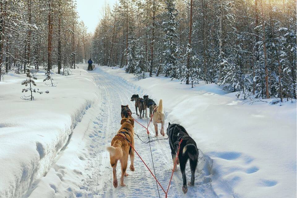 Dog Sledding in Banff in Winter