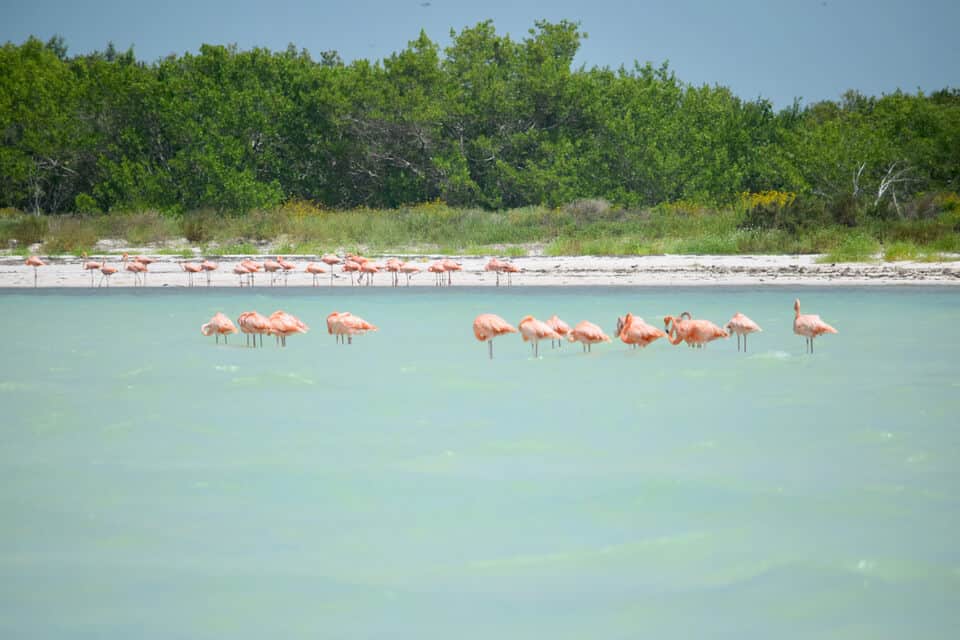 Holbox Island Riviera Maya Attraction