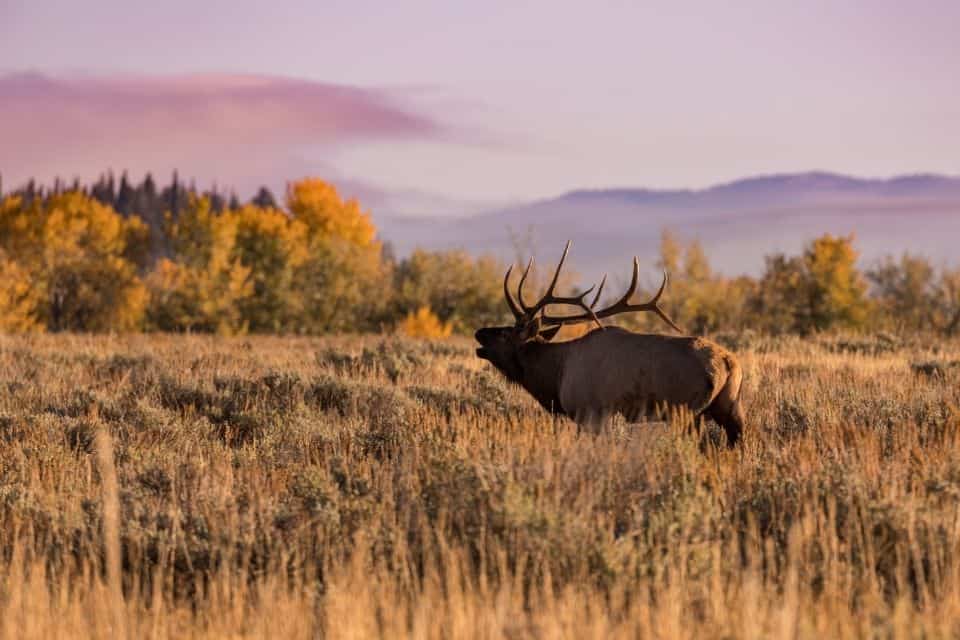 Rutting Season in Yellowstone