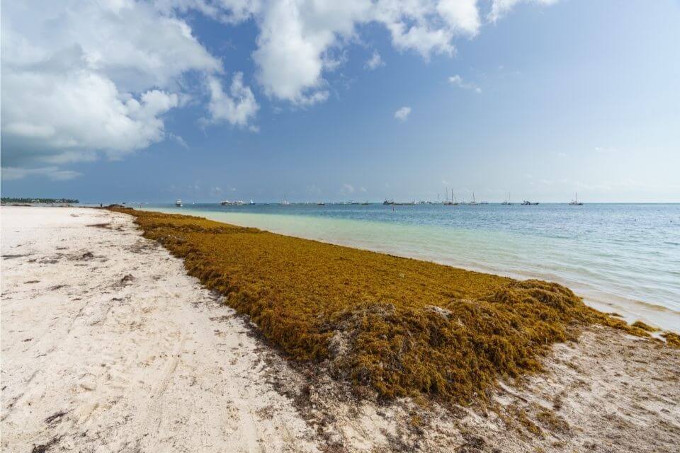 Sargassum Seaweed In Riviera Maya