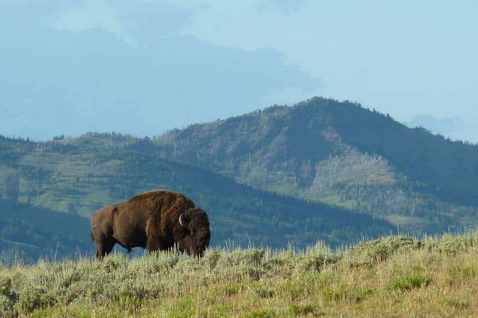 Yellowstone-in-4-days-itinerary