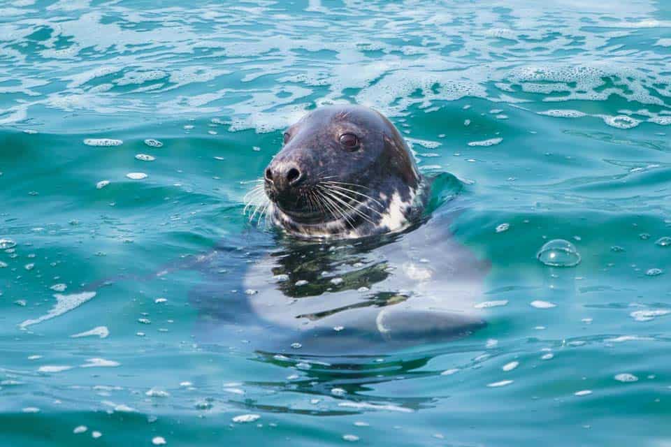 Swimming-With-Sea-Lions-Lima