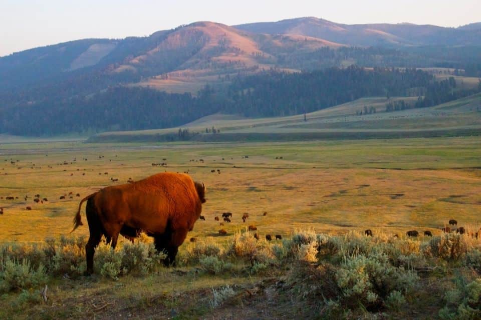 Yellowstone Packing List Winter