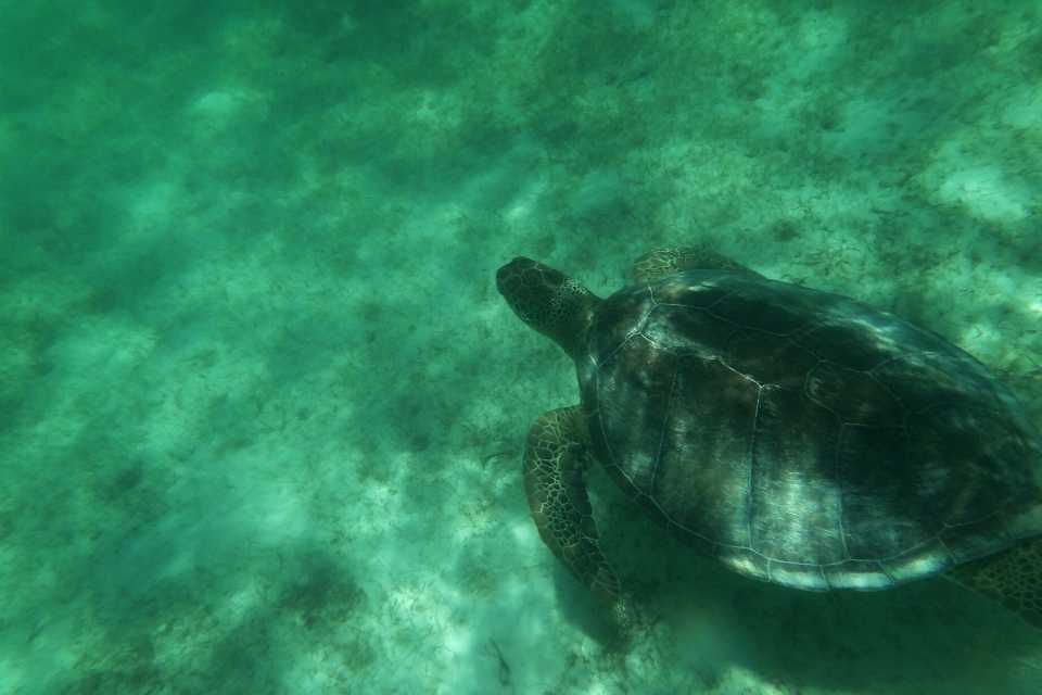 Akumal Beach Turtles Must-See Yucatan