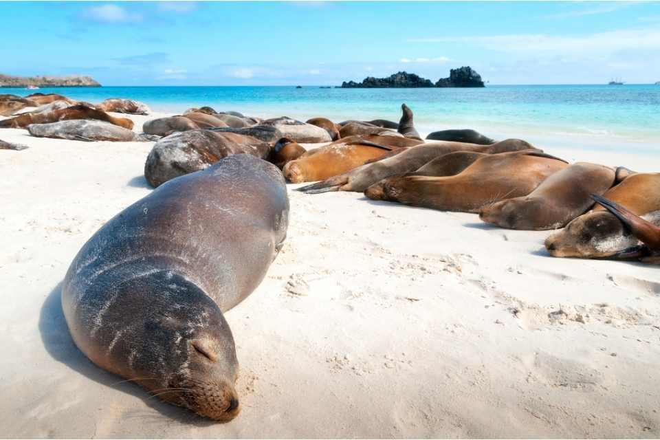 Galapagos Islands SA