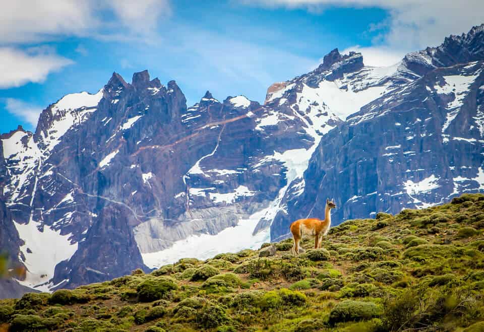 Guanaco_Patagonia