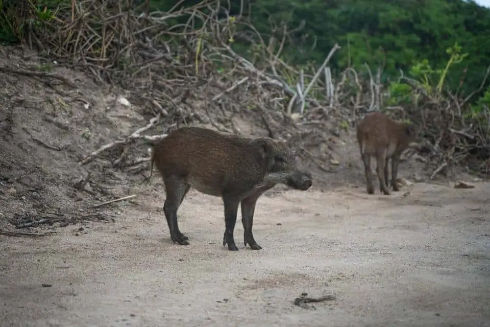 Boars At Cape D'Aguilar