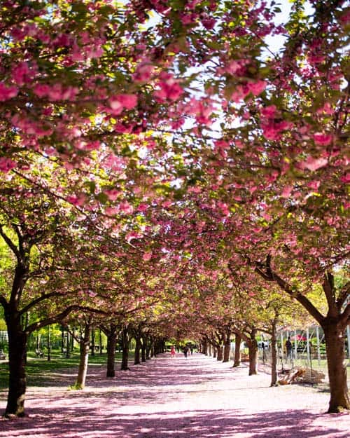 Cherry-Blossom-Brooklyn-Botanical-Garden